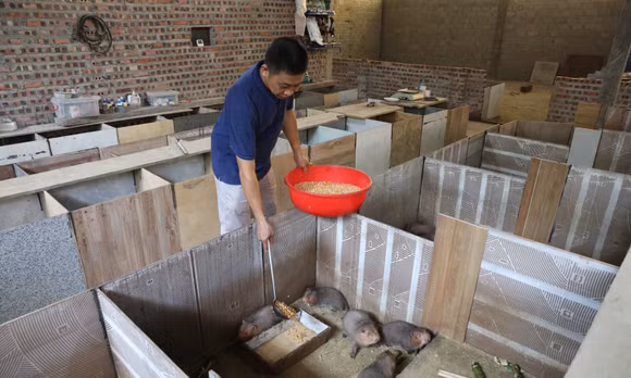 Nuôi con đặc sản mở hướng làm ăn mới ở xã miền núi Tân An