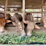 Chăn nuôi tuần hoàn tăng giá trị nhờ chế biến sâu