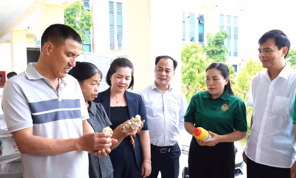 Hình thành chuỗi liên kết, xây dựng thương hiệu gà giống Yên Sơn
