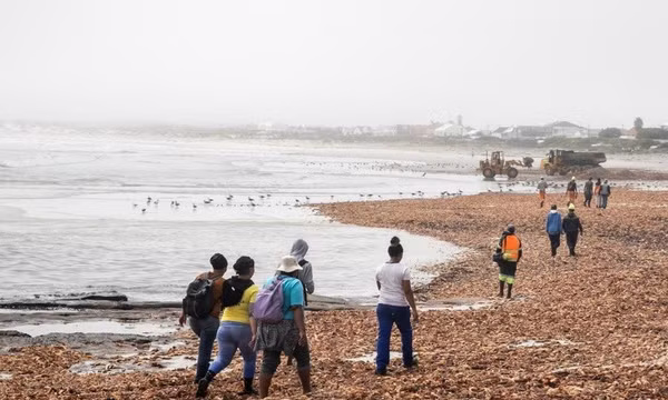 Bãi biển ngập tràn tôm hùm chết tại tỉnh Western Cape, Nam Phi năm 2022 do thủy triều đỏ. Ảnh: THX