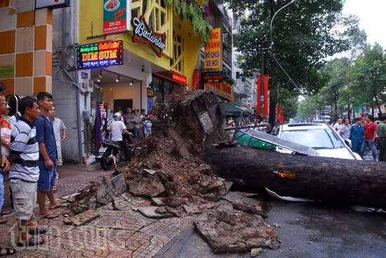 Mưa lớn, cây xanh bật gốc đè một người bất tỉnh ảnh 3
