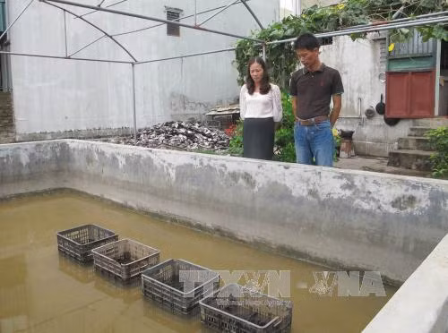 Nuôi cấy thành công ngọc trai nước ngọt ảnh 2