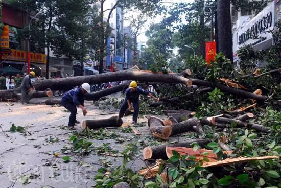 Mưa lớn, cây xanh bật gốc đè một người bất tỉnh ảnh 4