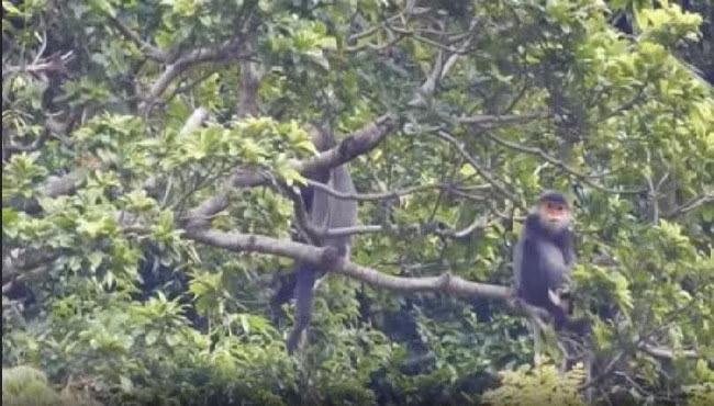 Tìm giải pháp bảo tồn loài linh trưởng trong sách Đỏ