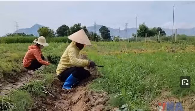 Hạn hán đe dọa sản xuất vụ Hè Thu tại Trung Bộ