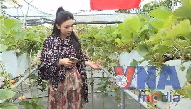 Trải nghiệm hái quả tại cao nguyên Mộc Châu