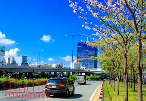 Đẹp ngỡ ngàng với sắc hoa kèn hồng giữa lòng Sài Gòn ảnh 8