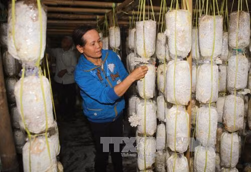 Giúp người khuyết tật ổn định sinh kế ảnh 1