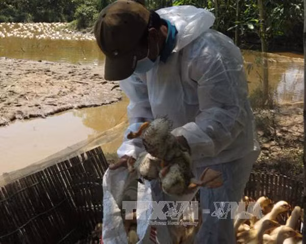 Thừa Thiên - Huế xuất hiện 2 ổ dịch cúm H5N6 trên đàn vịt ảnh 1