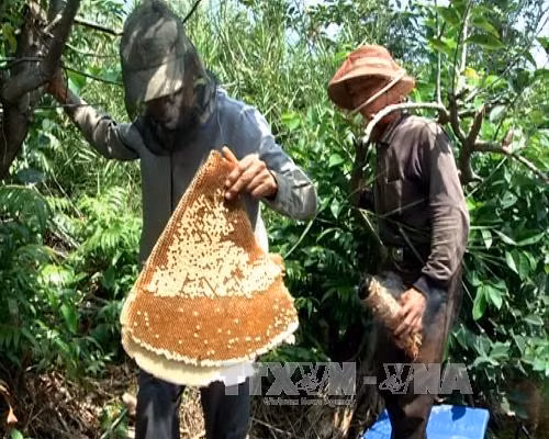 Ngăn chặn việc giả mạo thương hiệu mật ong U Minh Hạ, Cà Mau ảnh 1