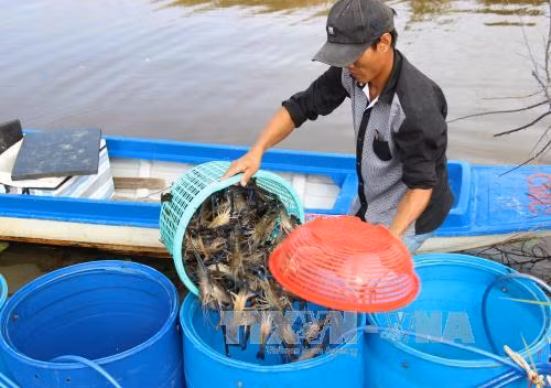 Nông dân lo lắng vì giá tôm càng xanh bất ngờ sụt giảm ảnh 1