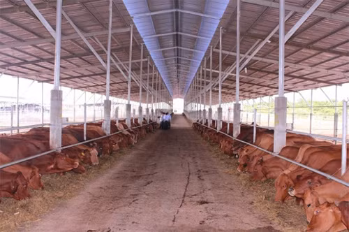 Bình Thuận hướng tới nền nông nghiệp công nghệ cao ảnh 2