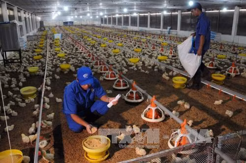 Việt Nam chưa xuất khẩu gia cầm sang Saudi Arabia ảnh 1