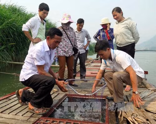 Làm giàu từ nuôi cá thuộc nhóm 'ngũ quý' ảnh 1