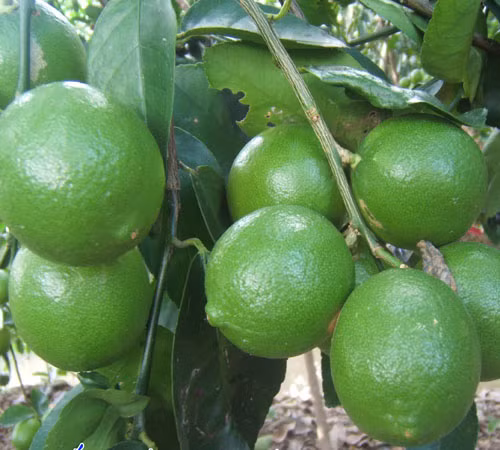 Thu nhập đều nhờ trồng chanh không hạt ảnh 1