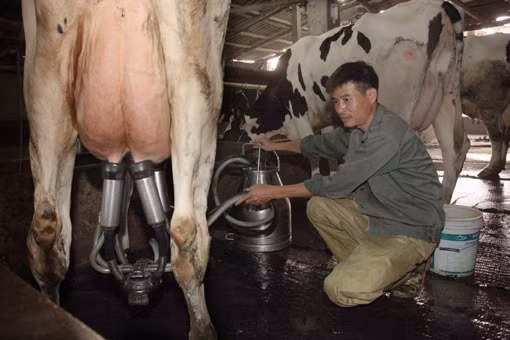 Nông dân “điêu đứng” vì nuôi bò sữa tự phát ảnh 1