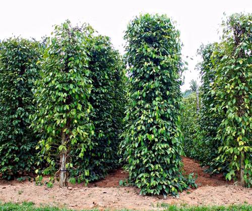 Học hỏi để thoát nghèo ảnh 1
