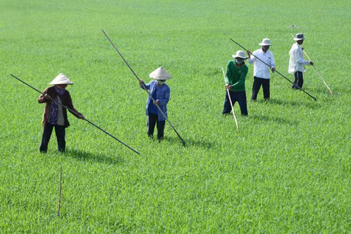 Để nông dân làm giàu từ hạt gạo ảnh 1