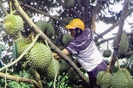 Thông tin thương lái Trung Quốc mua sầu riêng non là không chính xác ảnh 1