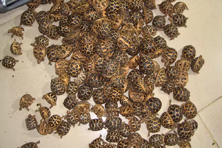 Vận chuyển trái phép hơn 400 con rùa ảnh 2