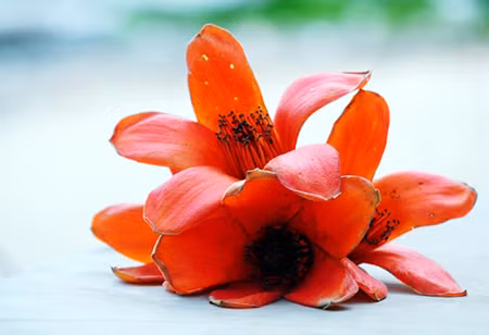 Hoa gạo 'gọi' hè về ảnh 9