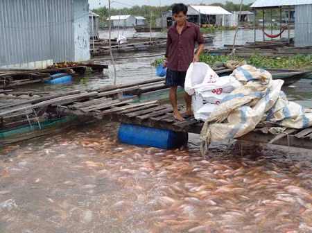 Đồng Tháp bác tin cá điêu hồng nhiễm chất cấm ảnh 1