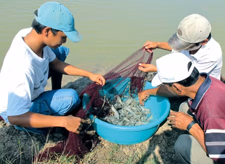 Nóng lòng nuôi tôm, nguy cơ mất tiền tỷ ảnh 1