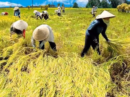 Agribank tăng dư nợ cho vay nông nghiệp, nông thôn ảnh 1