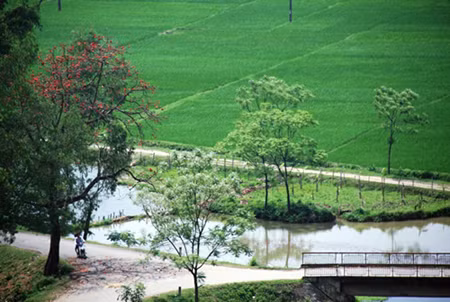 Hoa gạo 'gọi' hè về ảnh 1
