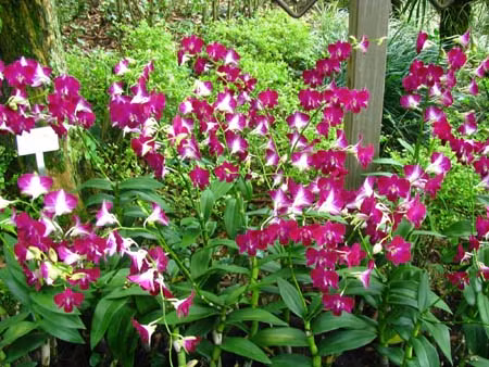 Trồng hoa lan, thu 1 tỷ đồng/tháng ảnh 1