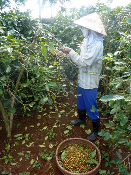 Cây cà phê, hướng thoát nghèo cho đồng bào dân tộc ở Hướng Hóa ảnh 1