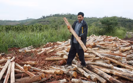Nan giải tìm đầu ra cho cây keo lai ở Đam Rông (Lâm Đồng) ảnh 1