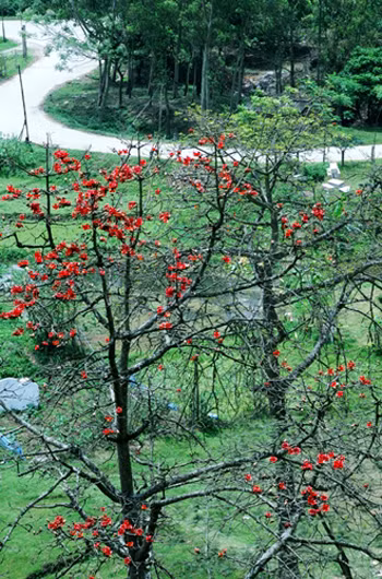 Hoa gạo 'gọi' hè về ảnh 4