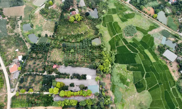 Japfa liên kết với gần 700 hộ, phát triển chăn nuôi gà màu hiệu quả