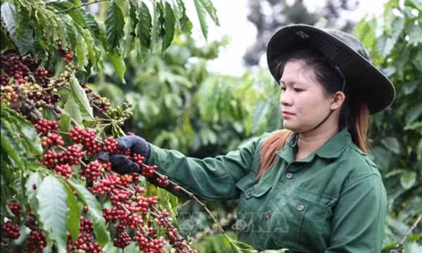 Hỗ trợ pháp lý để giúp đưa đặc sản vùng cao vào chuỗi giá trị xuất khẩu