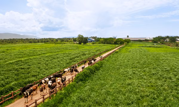 Chuẩn chất lượng được Vinamilk mở rộng trên toàn chuỗi, từ nguyên liệu, trang trại đến sản xuất và thành phẩm. Ảnh: Vi Nam
