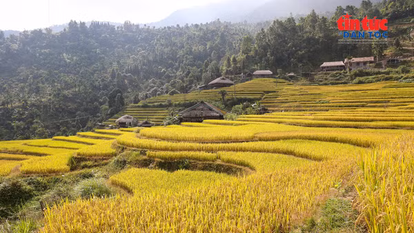 Mùa lúa chín nhuộm sắc vàng ruộng bậc thang Xà Phìn giữa đại ngàn