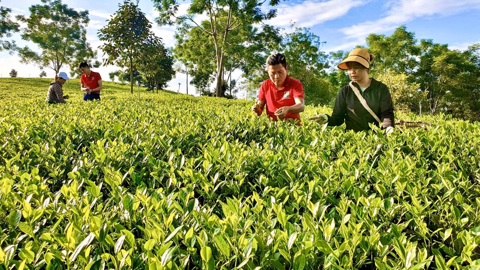 Chú thích ảnh