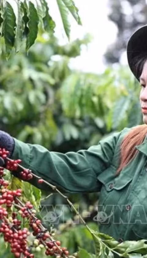 Hỗ trợ pháp lý để giúp đưa đặc sản vùng cao vào chuỗi giá trị xuất khẩu