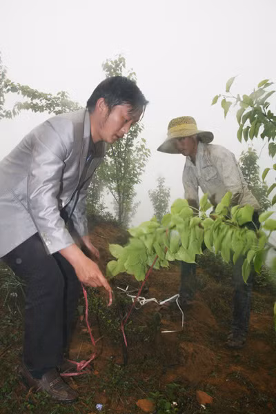 Lào Cai phát triển cây bản địa ảnh 1