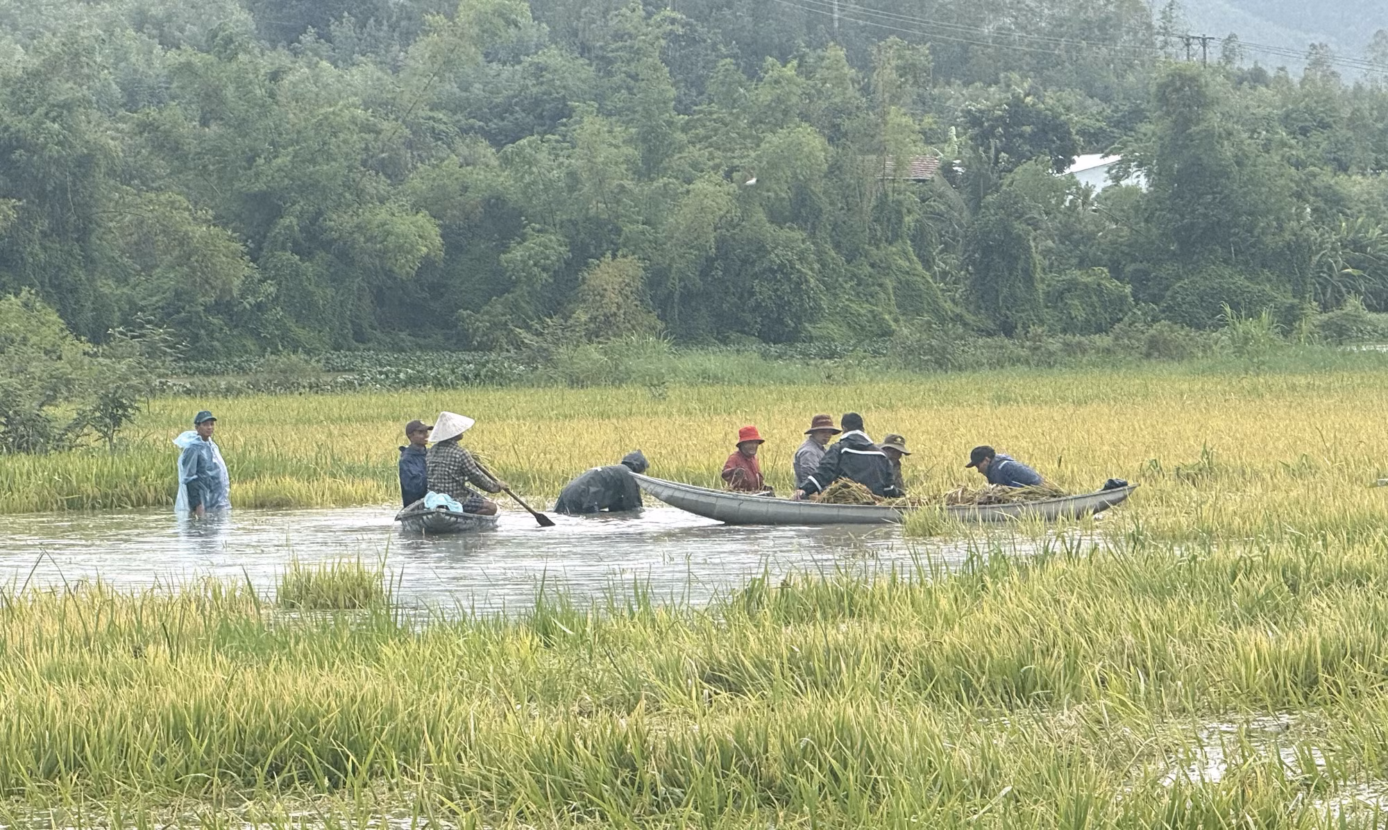 Nhiều diện tích lúa thuộc khu vực hạ lưu sông Kỳ Lộ (xã Ô Loan, Đắk Lắk) bị ngập úng do mưa lớn.