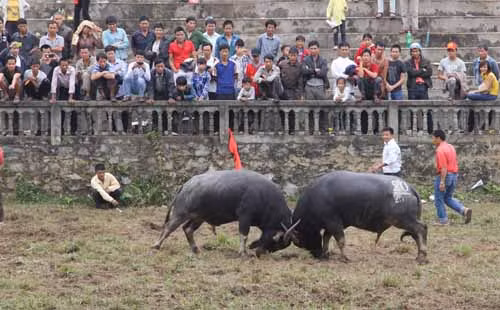 Chọi trâu - nét văn hoá độc đáo ở Hà Giang ảnh 7