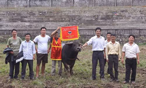 Chọi trâu - nét văn hoá độc đáo ở Hà Giang ảnh 1