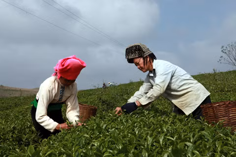 Công ty cổ phần chè Cờ Đỏ Mộc Châu: Đồng hành cùng bà con để phát triển bền vững ảnh 1