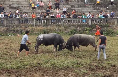Chọi trâu - nét văn hoá độc đáo ở Hà Giang ảnh 3