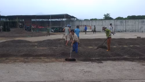 Trồng cà phê sạch giúp nông dân né “cơn rớt giá” ảnh 1