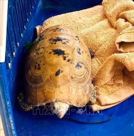 Cá thể rùa núi vàng (Indotestudo elongata), trọng lượng khoảng 0,9kg được người dân bàn giao cho lực lượng chức năng chăm sóc, cứu hộ. Ảnh: TTXVN phát