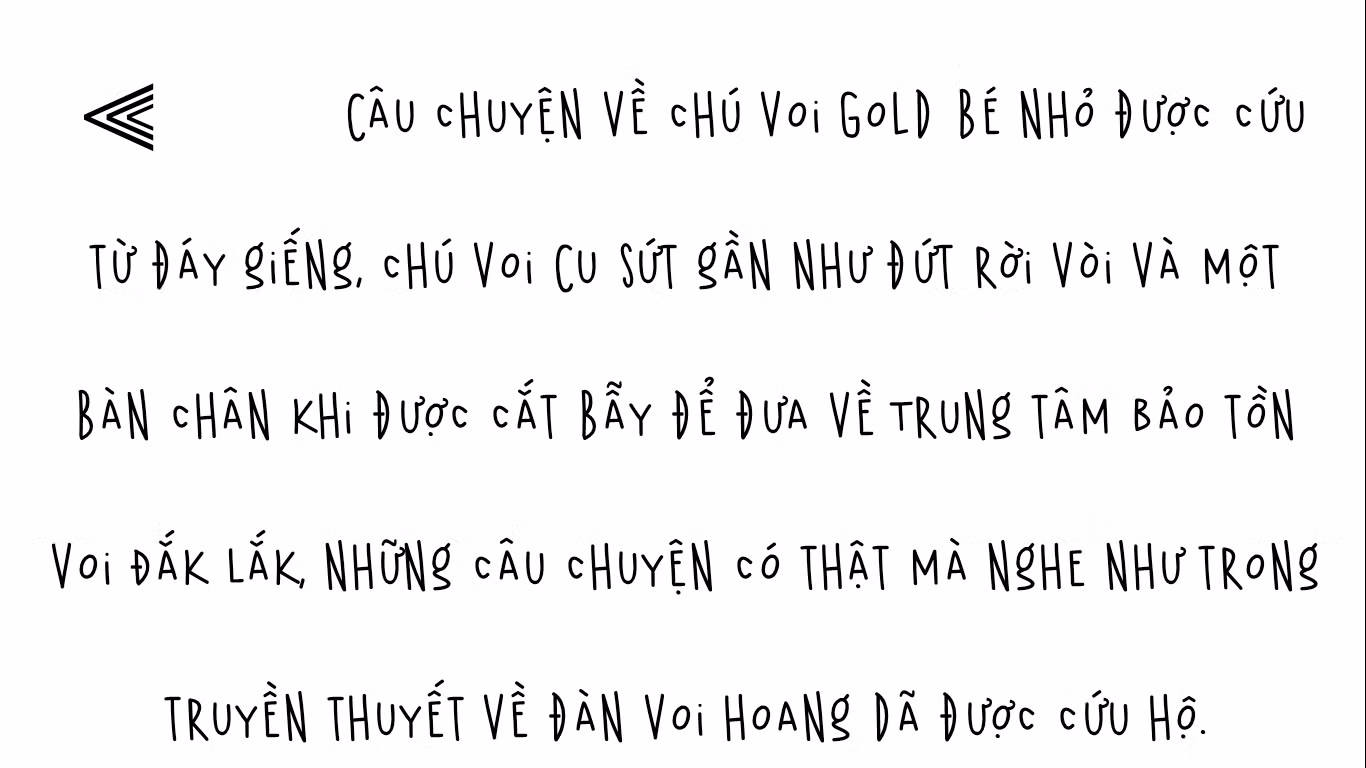 'Truyền thuyết' có thật về cứu hộ voi hoang dã ảnh 1