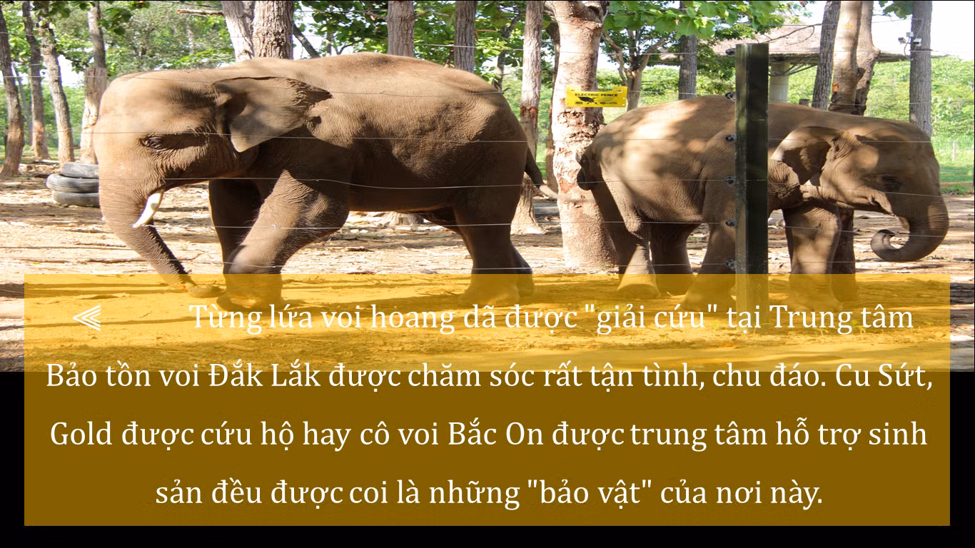 'Truyền thuyết' có thật về cứu hộ voi hoang dã ảnh 12