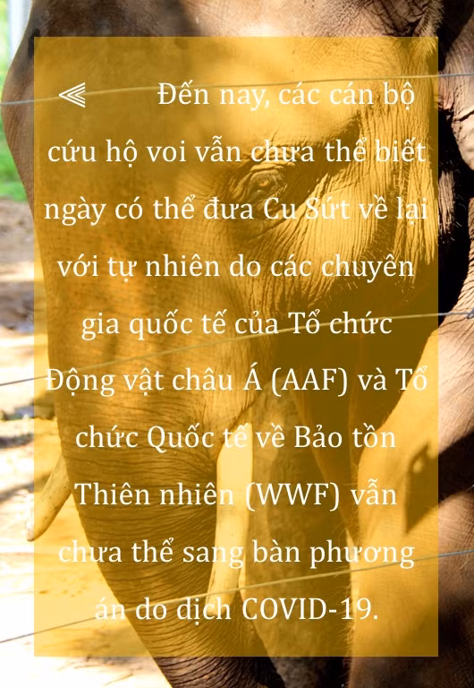 'Truyền thuyết' có thật về cứu hộ voi hoang dã ảnh 5